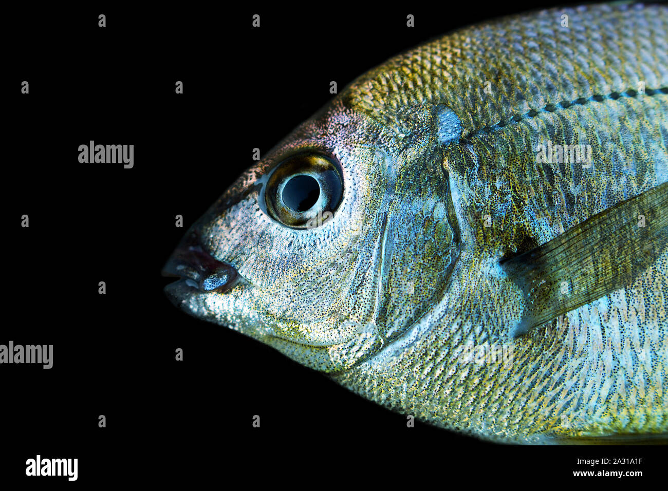 Seebrassen (Dorade, Sargus annularis) von der Küste der Krim am Schwarzen Meer. Brustbild auf Schwarz Stockfoto