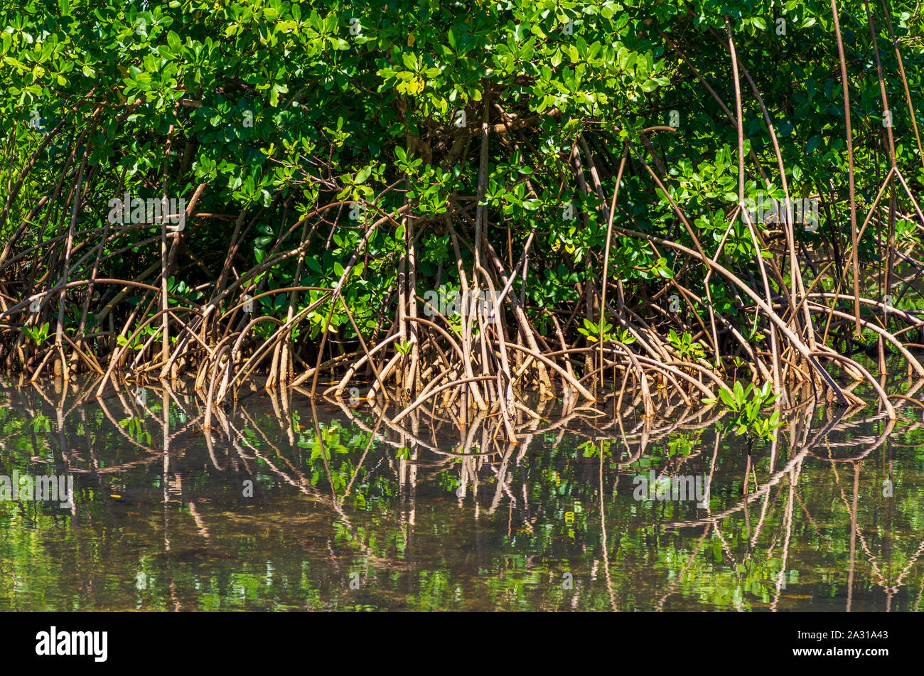 Mangroven am Ufer eines Sees, der Wurzeln und Blätter im Wasser spiegelt Stockfoto