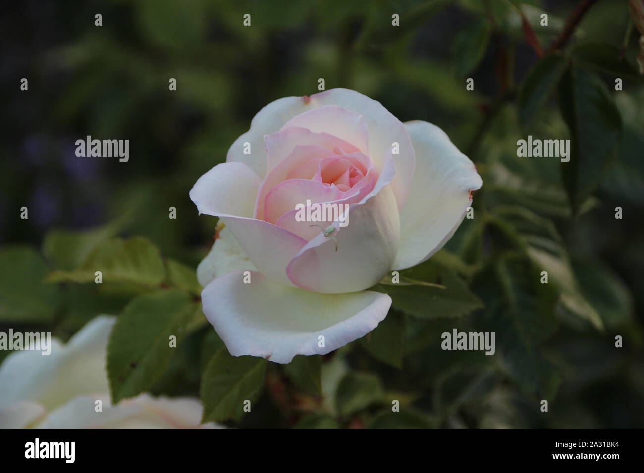 Eine schöne weiße Rose auf einem grünen Hintergrund Stockfoto