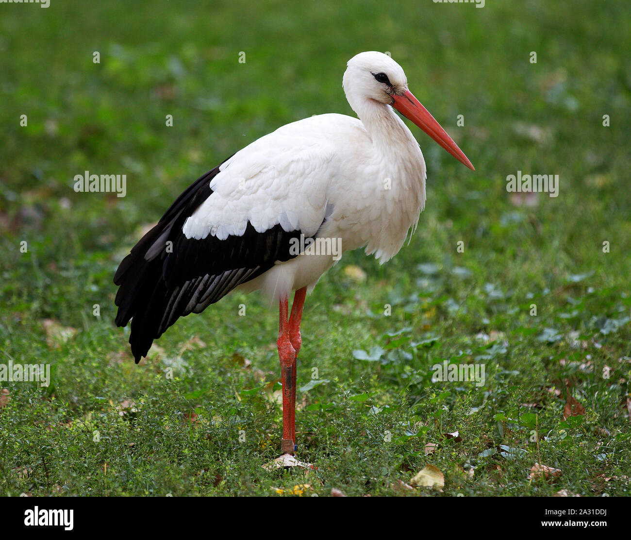 Schöne Stork auf grünem Gras Stockfoto