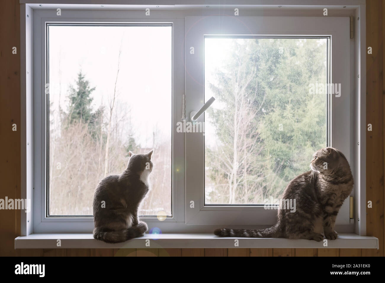 Zwei süße Katze sitzt auf der Fensterbank und schaut aus dem Fenster. Stockfoto