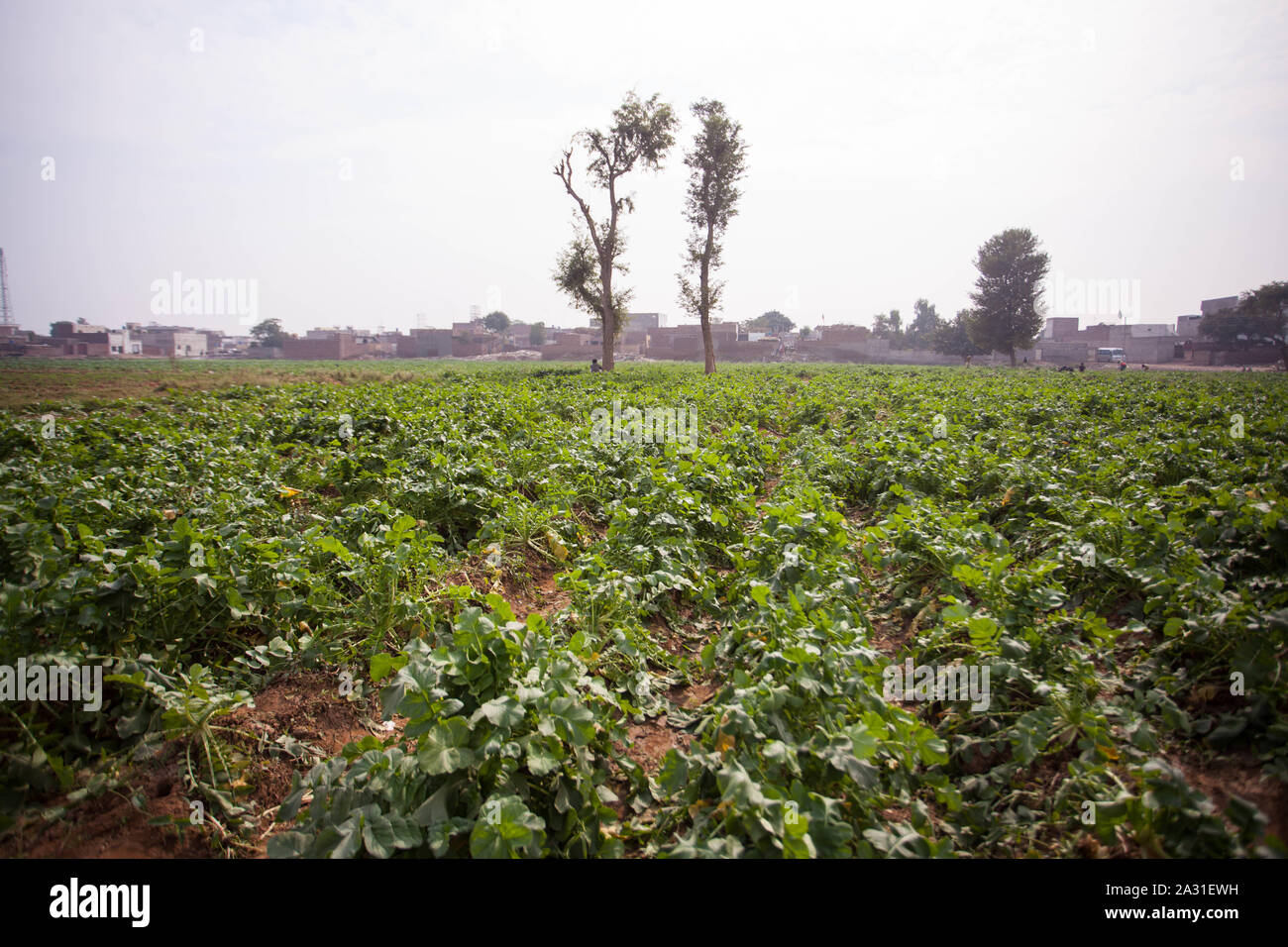 Das Rettich ist ein essbares Wurzelgemüse der Familie der Brassicaceae, das in Asien in vorrömischer Zeit domestiziert wurde. Stockfoto