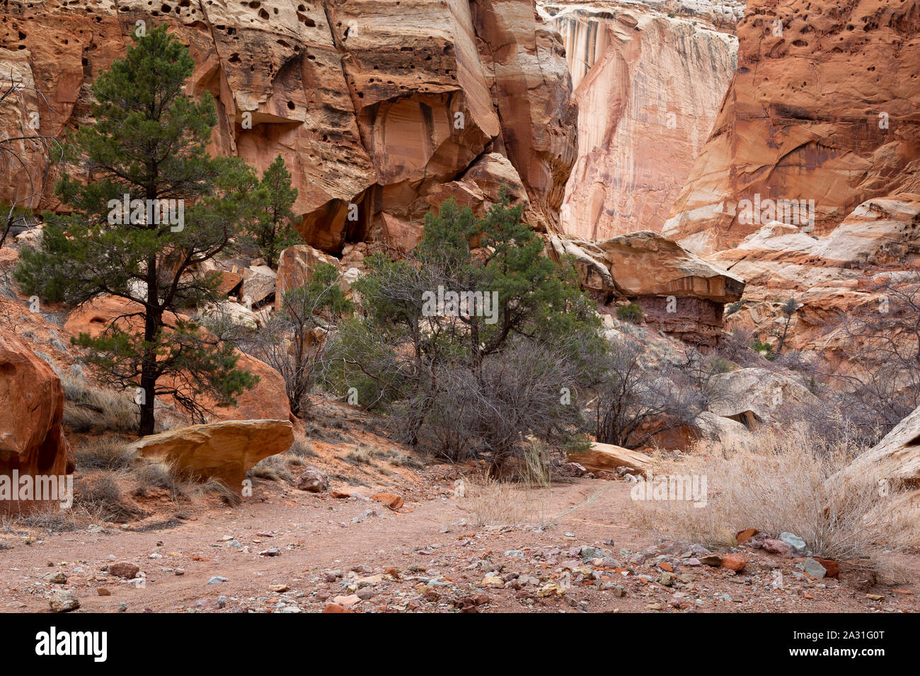 Ponderosa Kiefern wachsen entlang der Unterseite der Chimney Rock Canyon. Capitol Reef National Park, Utah Stockfoto