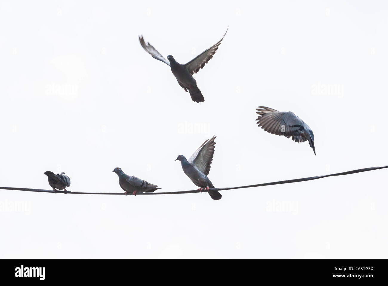 Columbidiumben ist eine Vogelfamilie, die aus Tauben und Tauben besteht. Stockfoto Columbidiumben ist eine Vogelfamilie, die aus Tauben und Tauben besteht. Stockfoto