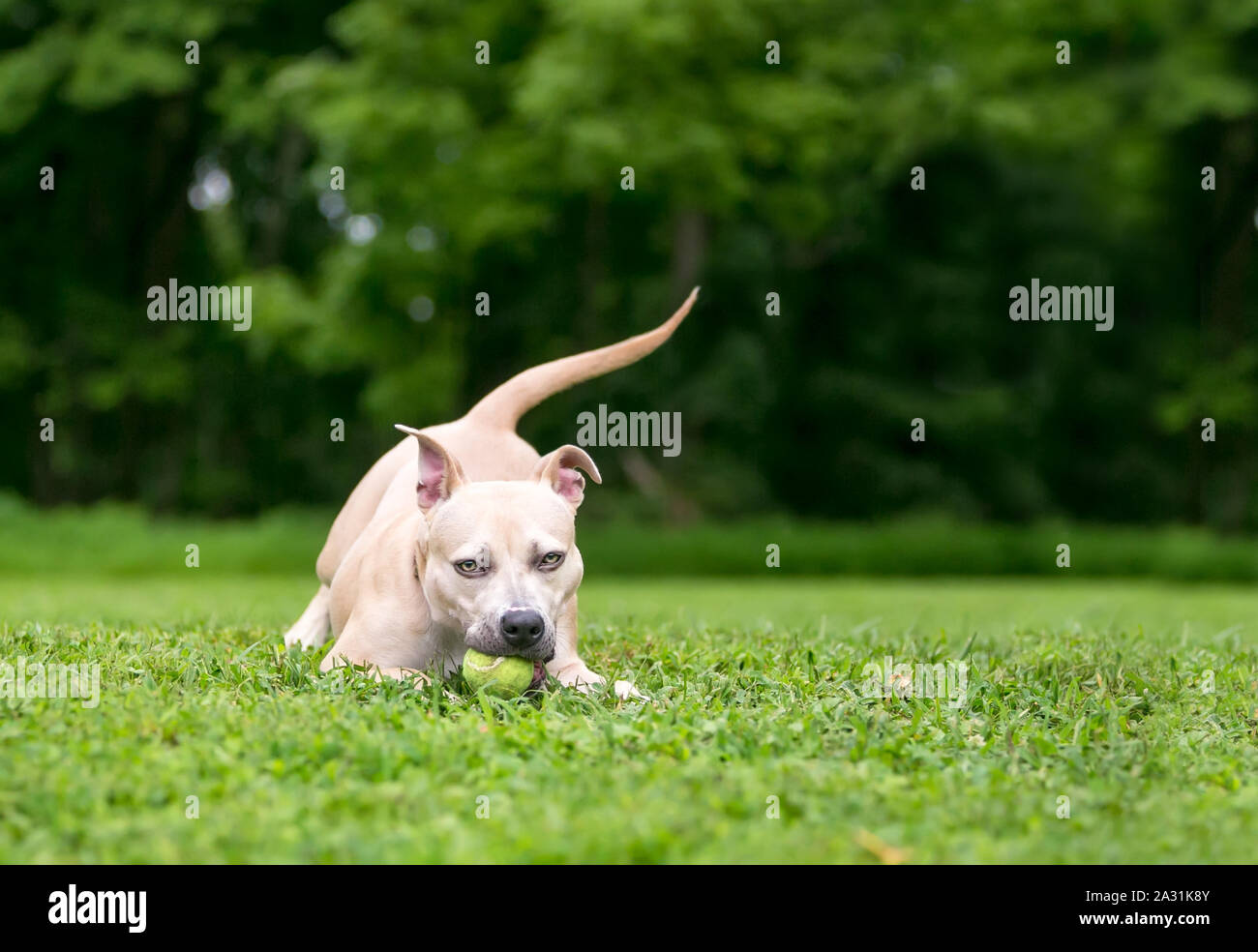 Eine Grube Stier Terrier Mischling Hund spielen mit einem Ball im Freien Stockfoto