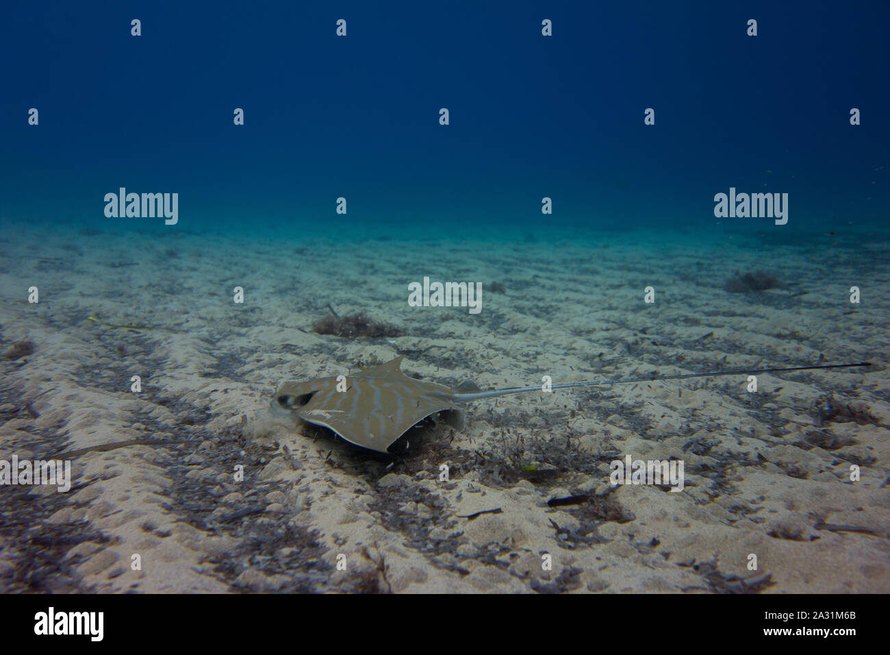 Bullray, Aetomylaeus bovnius, aus dem Mittelmeer. Schwimmen und Jagd auf dem Meeresgrund. In Malta gefangen. Stockfoto