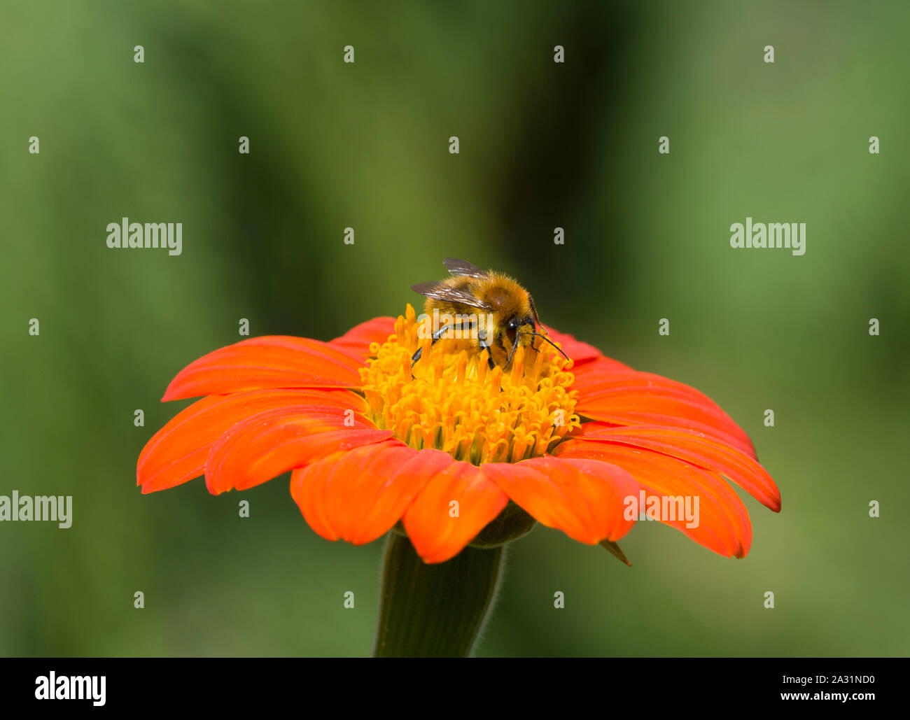 Gemeinsame Carder Biene Bombus pascuorum, alleinstehenden Fütterung auf Mexikanische Sonnenblume, Titonia rotundifolia Blume. September. Worcestershire, Großbritannien. Stockfoto