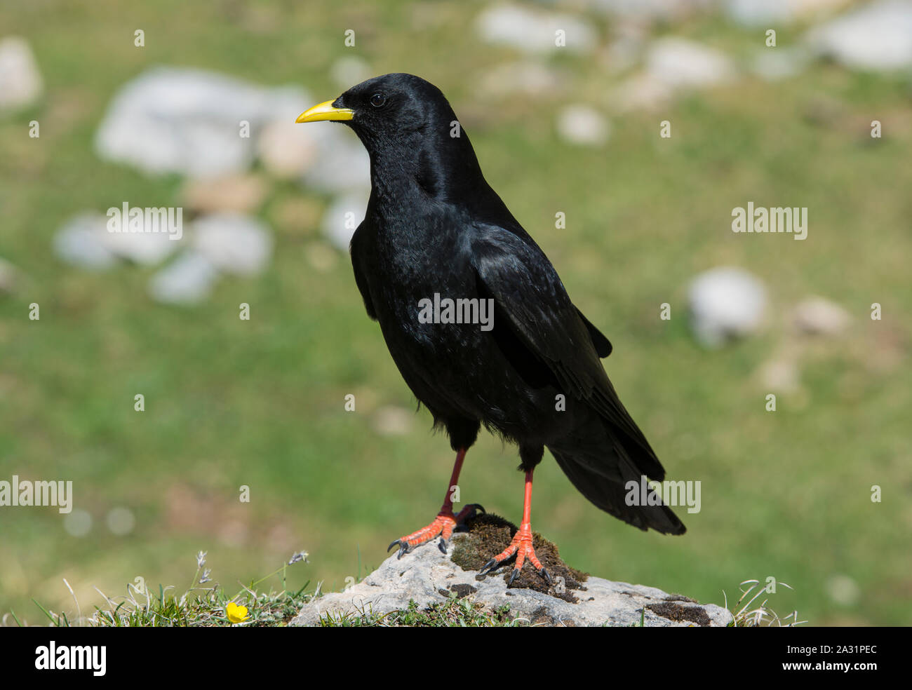 Pyrrhocorax Pfeifhasen (Ochotonidae) in den Bergen im Nationalpark Picos de Europa Spanien Stockfoto