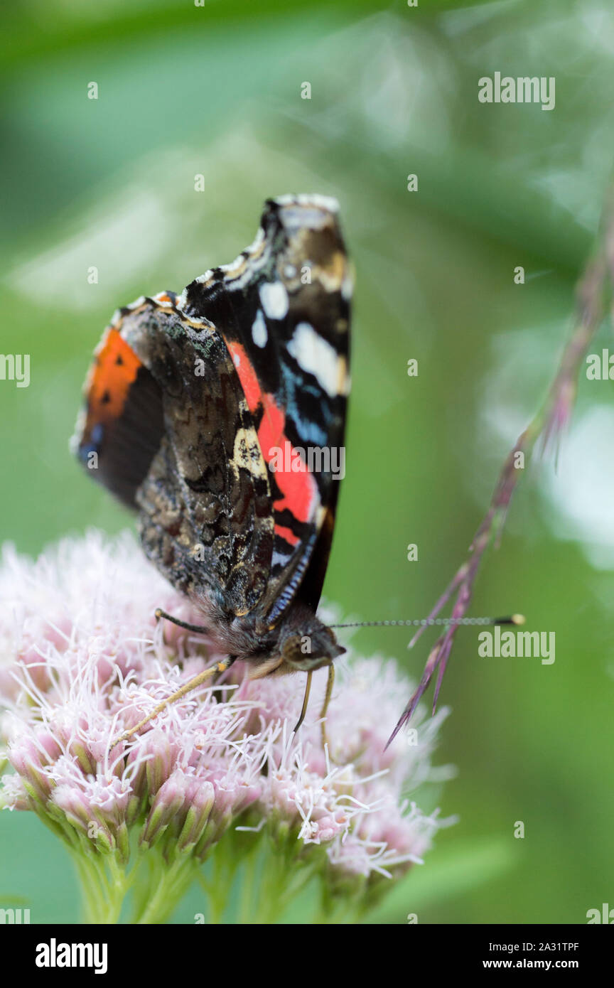 Rot Schmetterling Admiral (Vanessa atalanta) nach verfütterung von Hanf - agrimony (Eupatorium cannabinum) Blumen Stockfoto