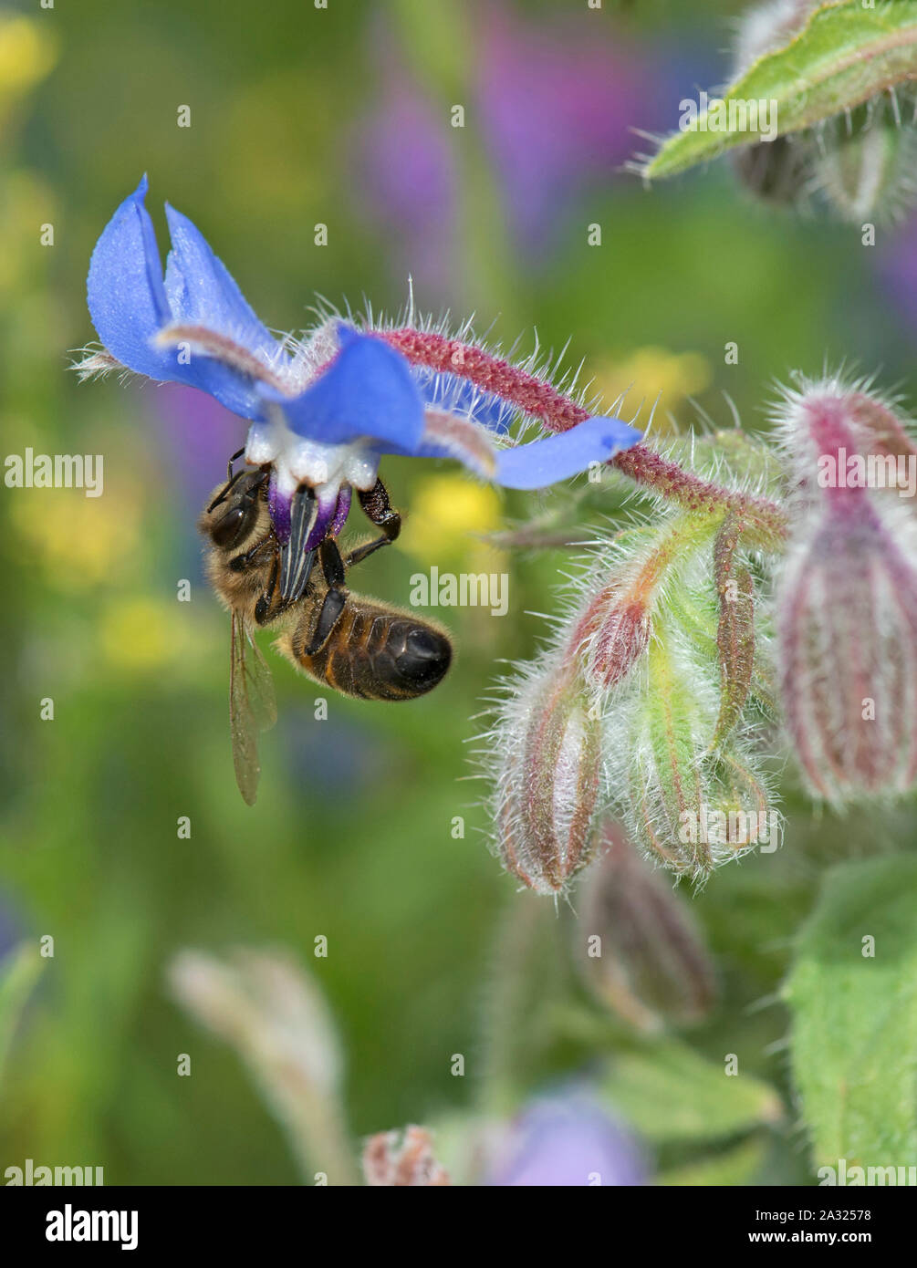 Honeybee-Apis mellifera nectaring auf Borage-Borago officinalis. Stockfoto