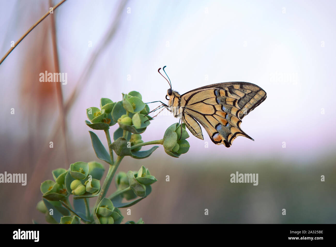 Männliche Profil der Schwalbenschwanz Schmetterling sitzt auf grüne Pflanze, unscharf Hintergrund. Eastern Tiger Butterfly schließen oben mit schönen verzierten Flügeln. Stockfoto