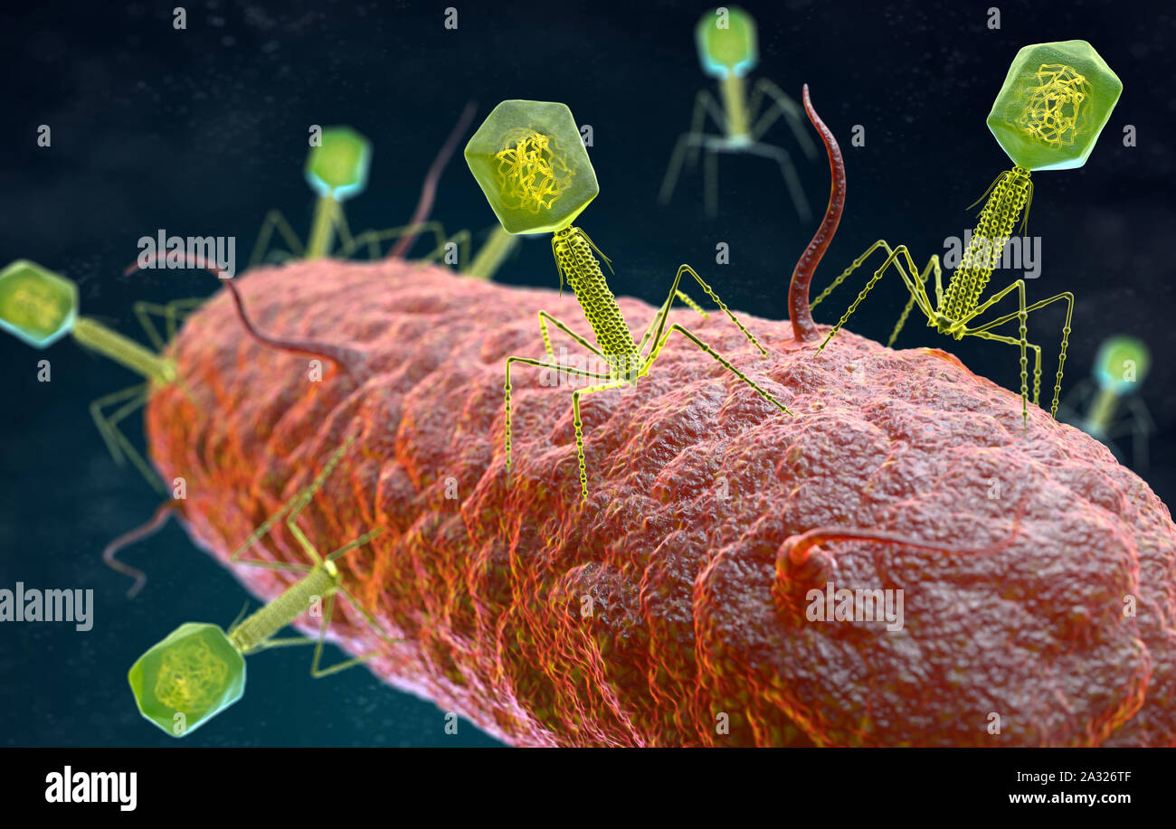 Darstellung der bakteriophage Virus, infiziert und Wiederholungen innerhalb eines Bakteriums. 3D-Darstellung Stockfoto