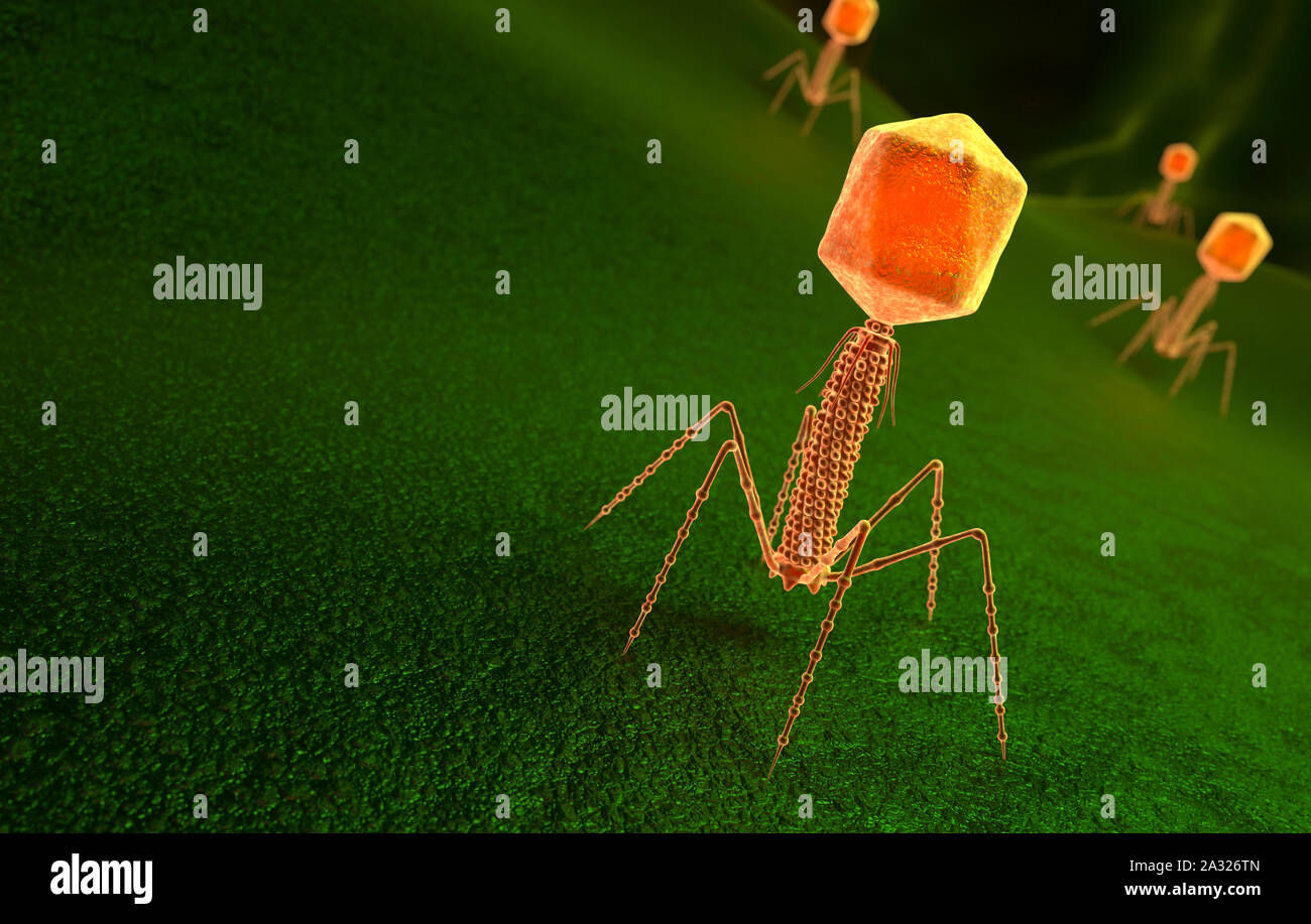 Bakteriophage virus Partikel auf der Oberfläche von Bakterien. 3D-Darstellung Stockfoto