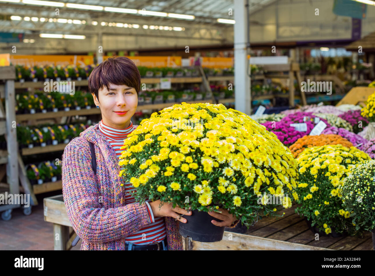 Junge Frau mit Topfpflanzen gelbe Chrysantheme Daisy Blumen im Garten  Shopping Center. Herbst Ideen der freien dekorieren. Hobby und Freizeit sp  Stockfotografie - Alamy