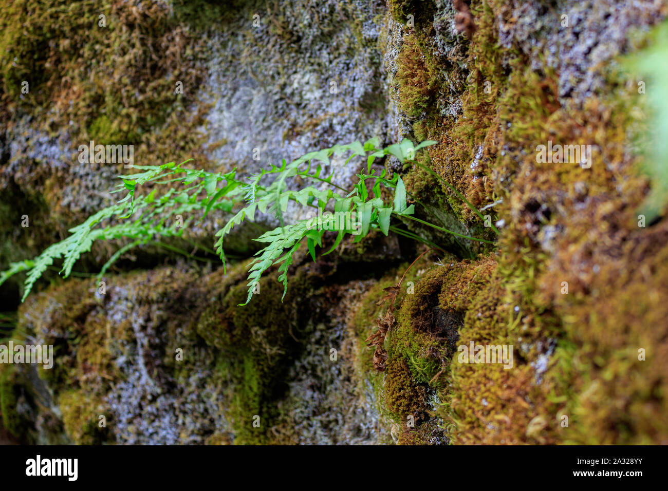 Mädesüß wurzel Fotos und Bildmaterial in hoher Auflösung Alamy