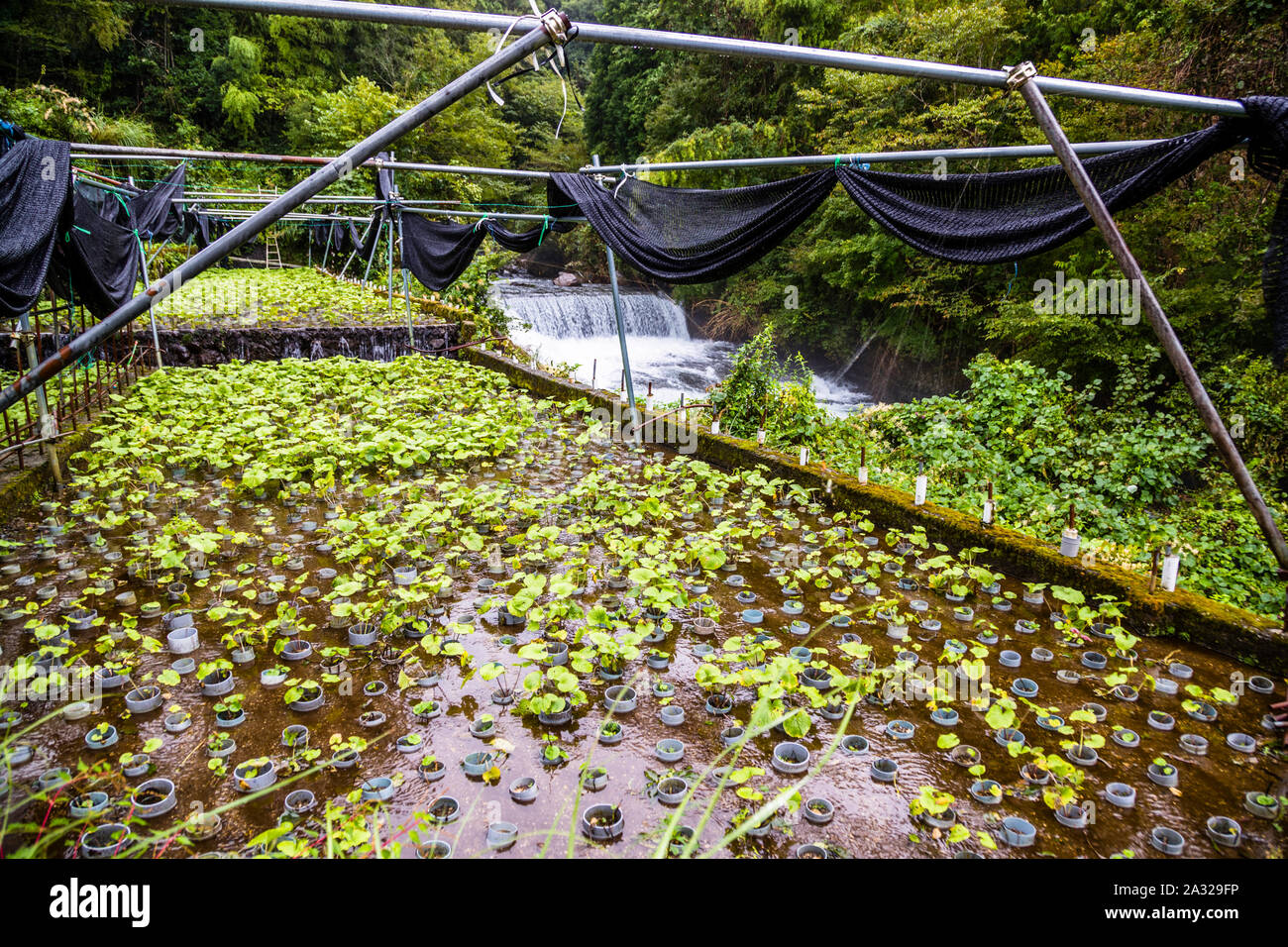 Wasabi Felder auf der Izu Halbinsel. Wasabi braucht viel Wasser. Die Pflanzen stehen in fließendem und sauberem Wasser aus den Bergen Stockfoto