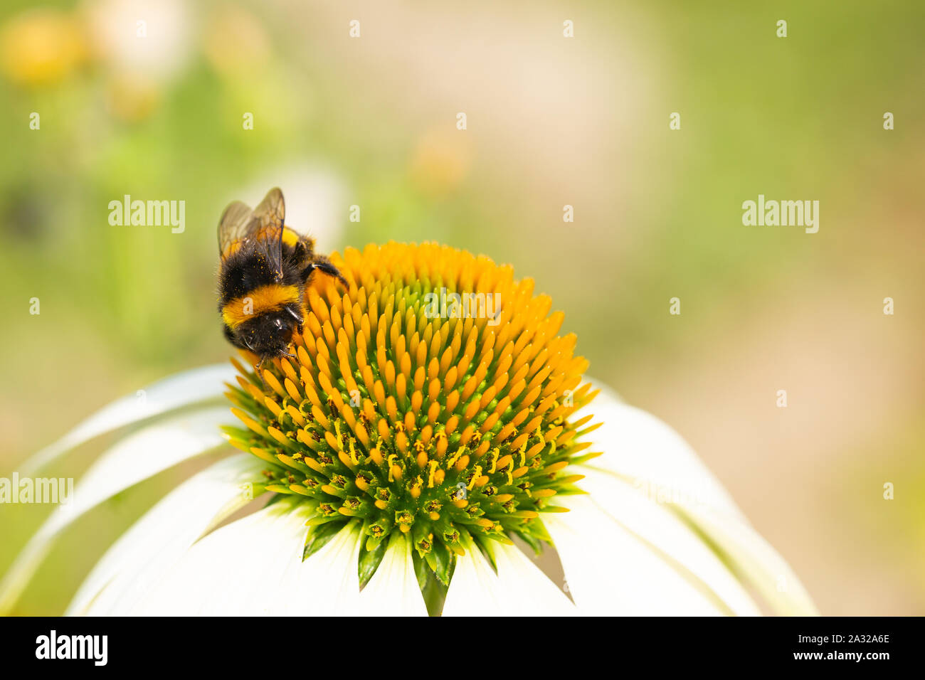 Nahaufnahme von einer Biene auf einer Echinacea Kopf Stockfoto
