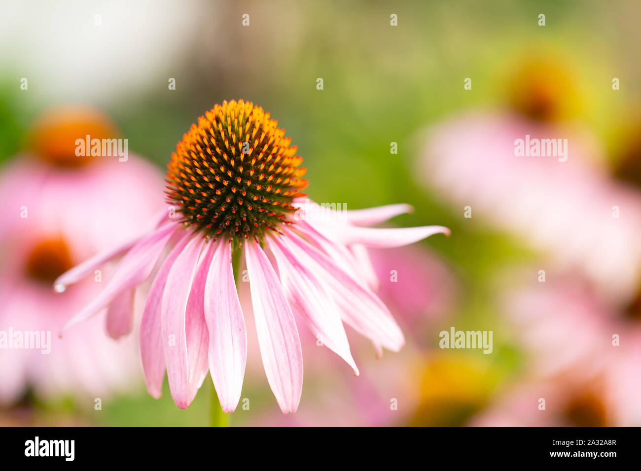 Nahaufnahme von Echinacea purpurea Kopf Stockfoto