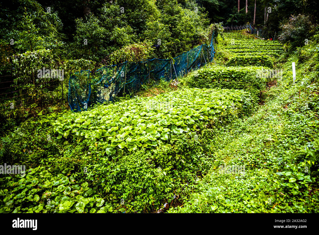 Die Wasabi-Felder in Izu (Japan) sind schmal und erstrecken sich entlang der sanften Hänge, die dem Flusslauf folgen. Die Pflanzen wachsen sehr langsam und der Anbau von Wasabi ist sehr arbeitsintensiv Stockfoto