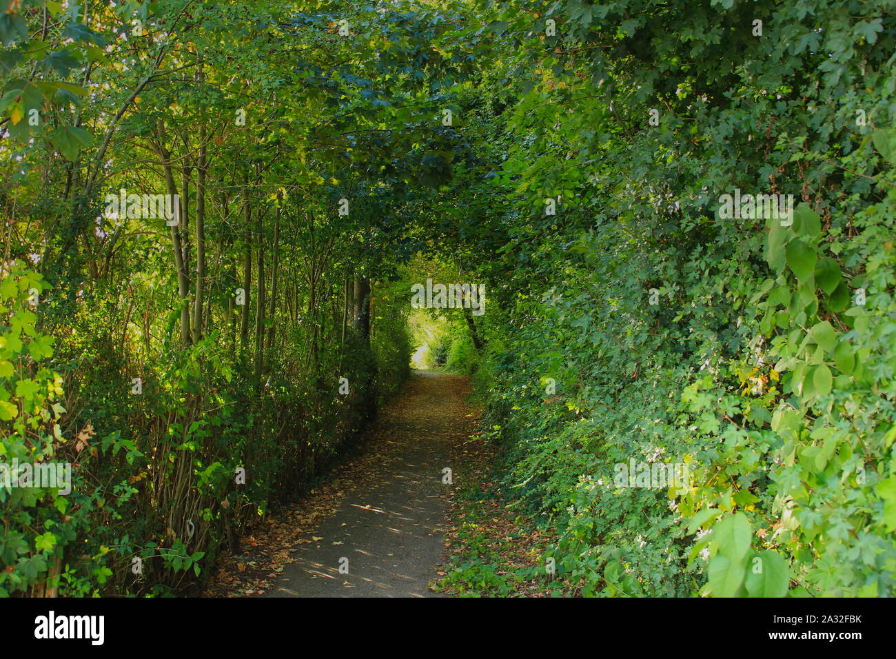 Bäume und Büsche, die Schaffung eines natürlichen Tunnel für einen Gehweg Stockfoto