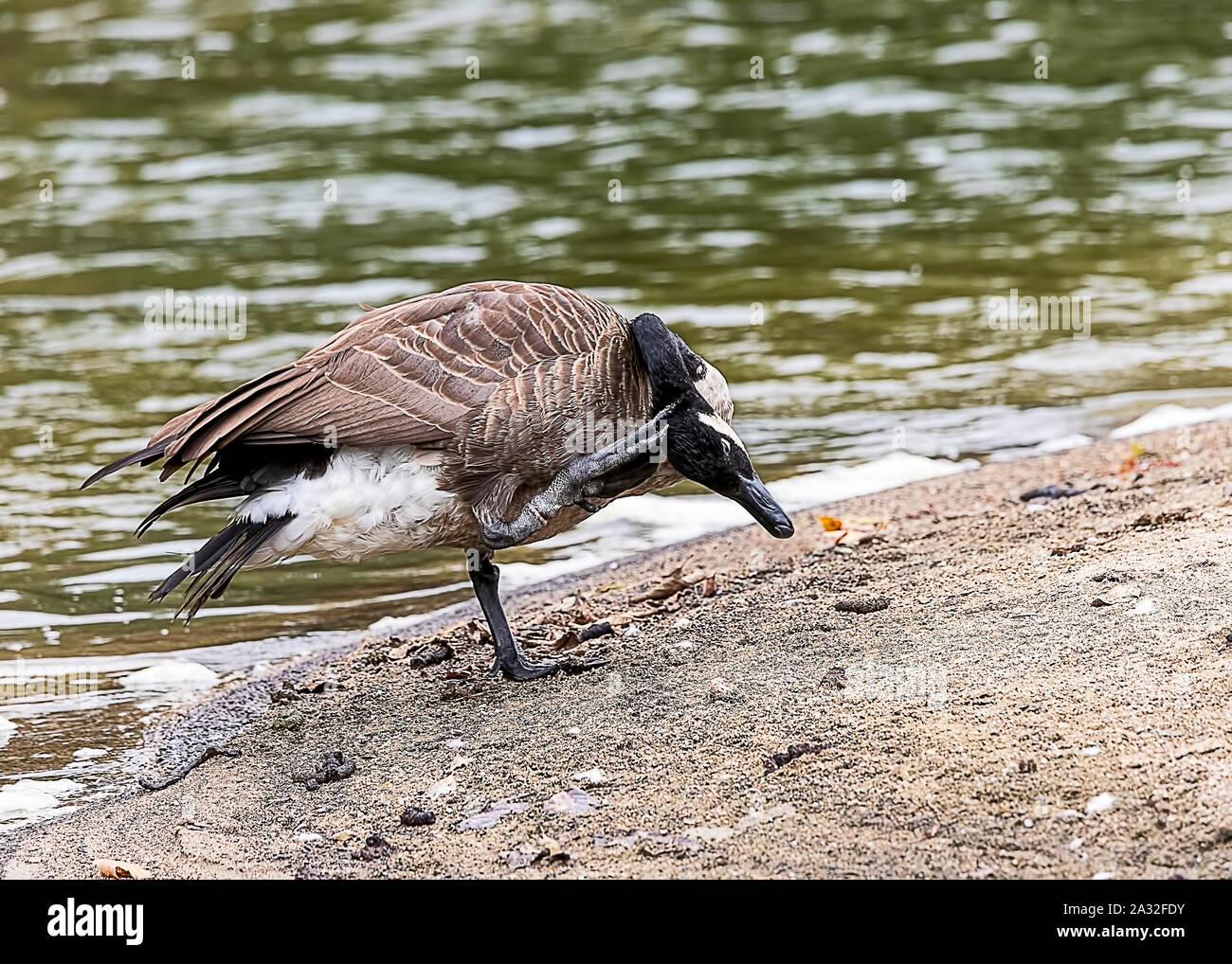 Eine Kanada Gans sein Jucken kratzen. Stockfoto