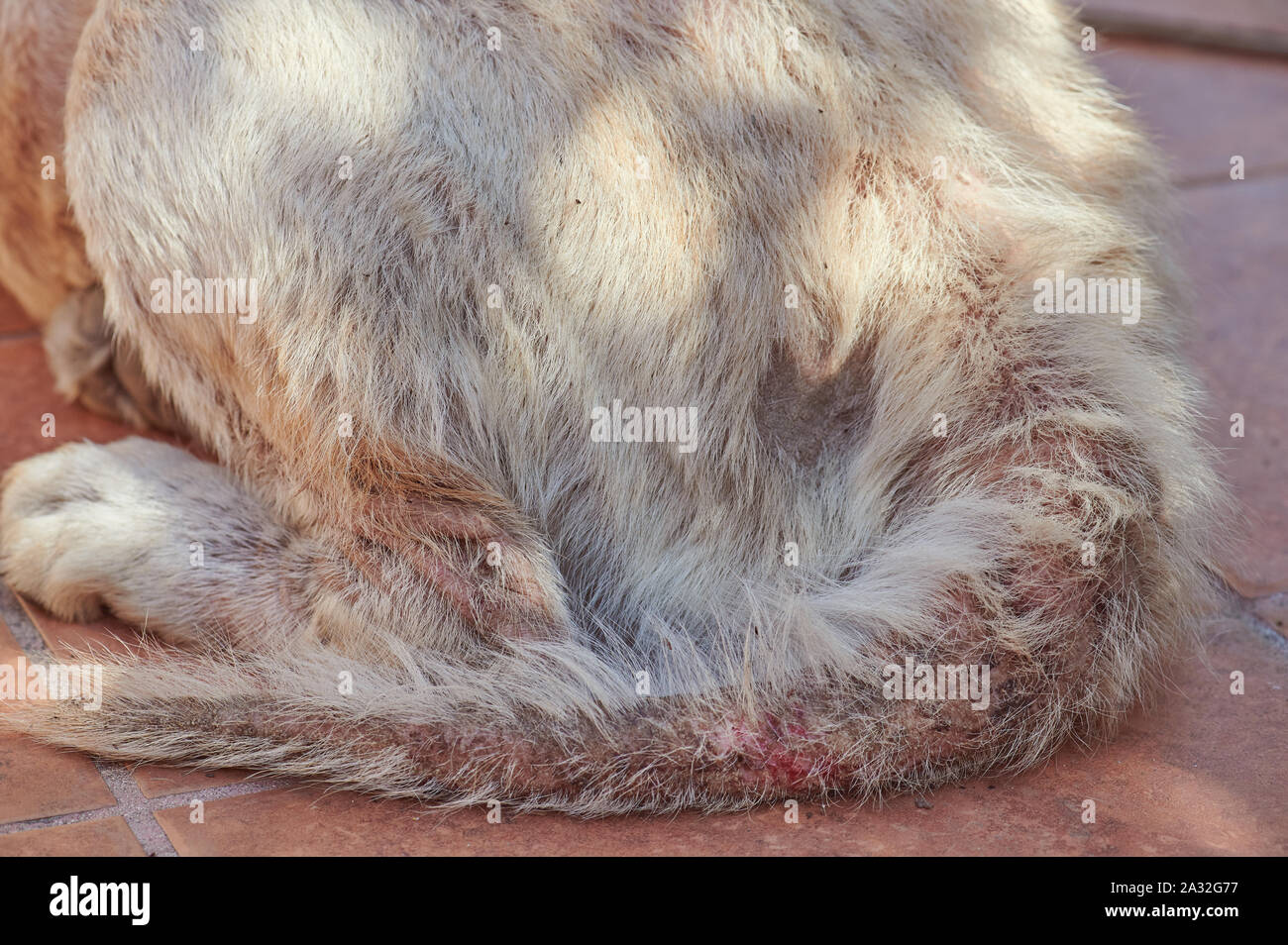 In der Nähe des beschädigten Hund Schwanz mit Blut und fehlende Haar Stockfoto