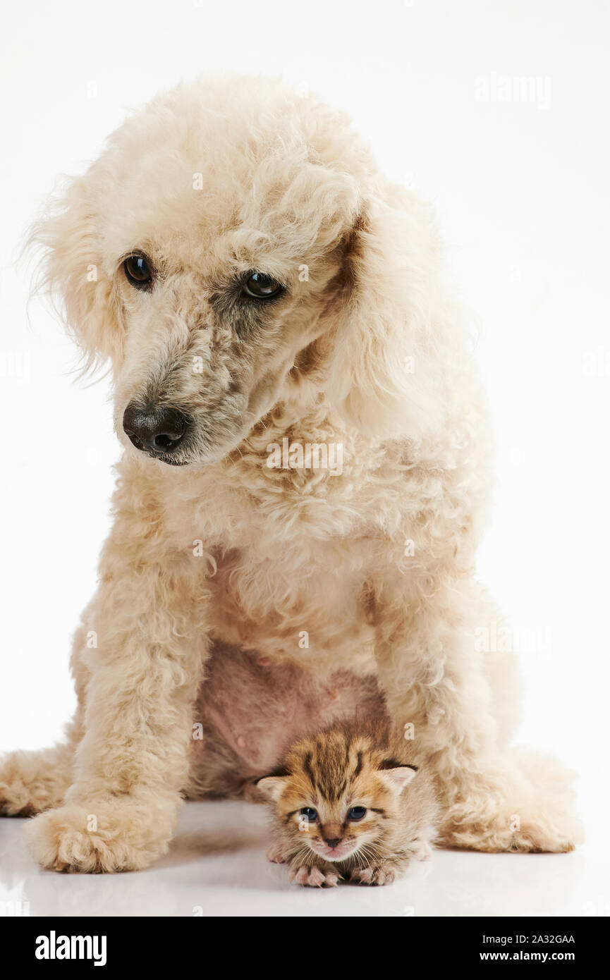 Pudel Hund Freund mit kleinen Kitty auf weißem Hintergrund Stockfoto