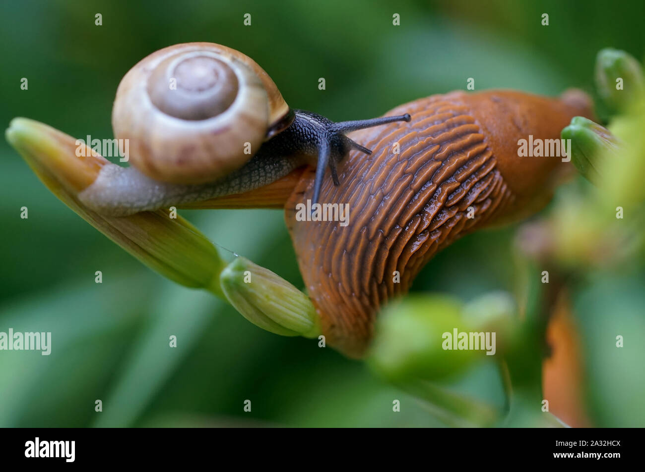 Zwei Schnecken am Tag lily Zweig im Garten nach Sommer Regen Stockfoto
