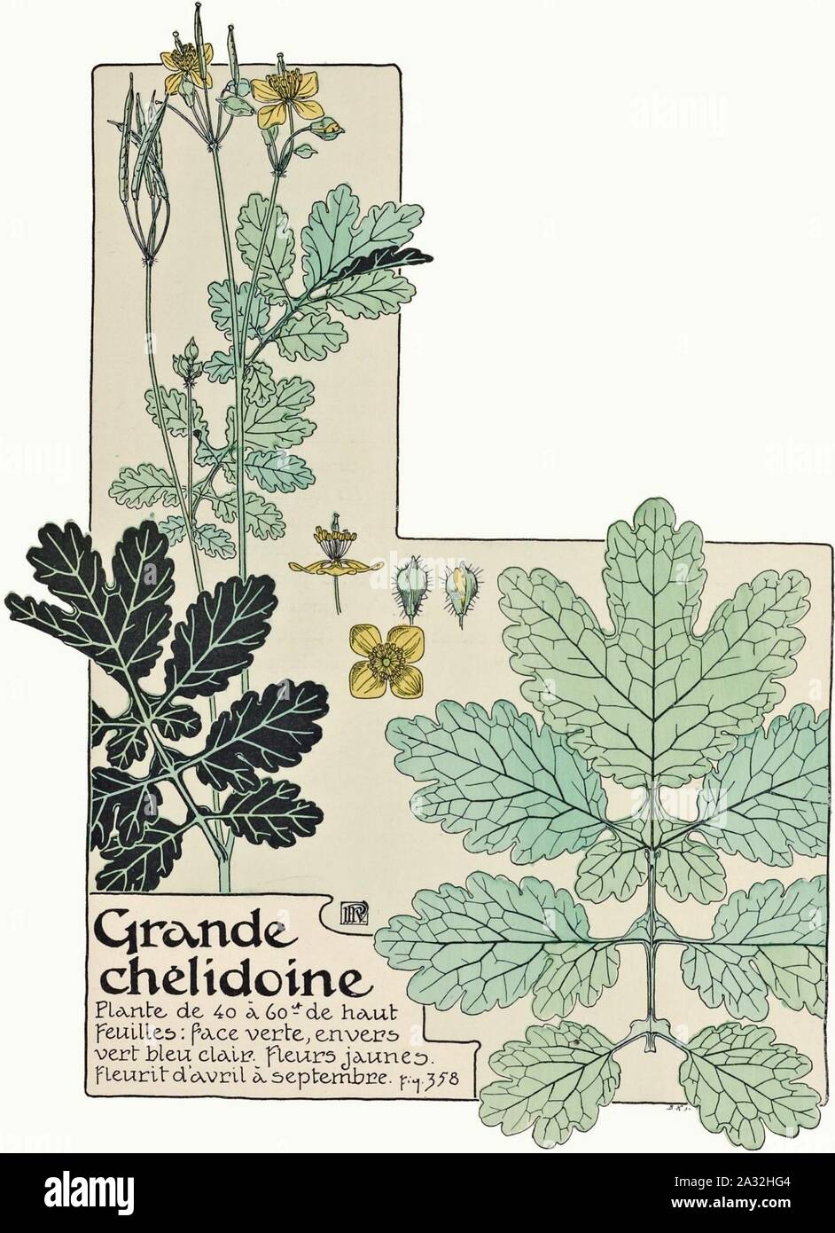 Etude de la plante - s. 309 Abb. 358-chélidoine. Stockfoto
