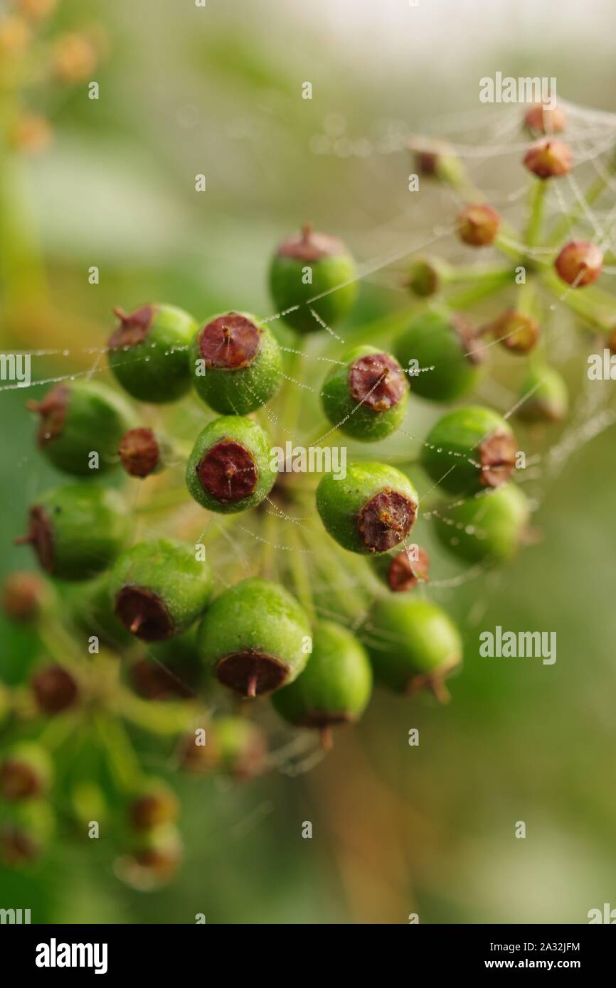 efeutute lateinischer name Epipremnum aureum (Efeutute / Goldene Efeutute) – Pflegeleichte Rank- &  Hängepflanze – Zimmerpflanze im Topf Ø 12 cm – Gesamthöhe ca. 20 cm main image 1