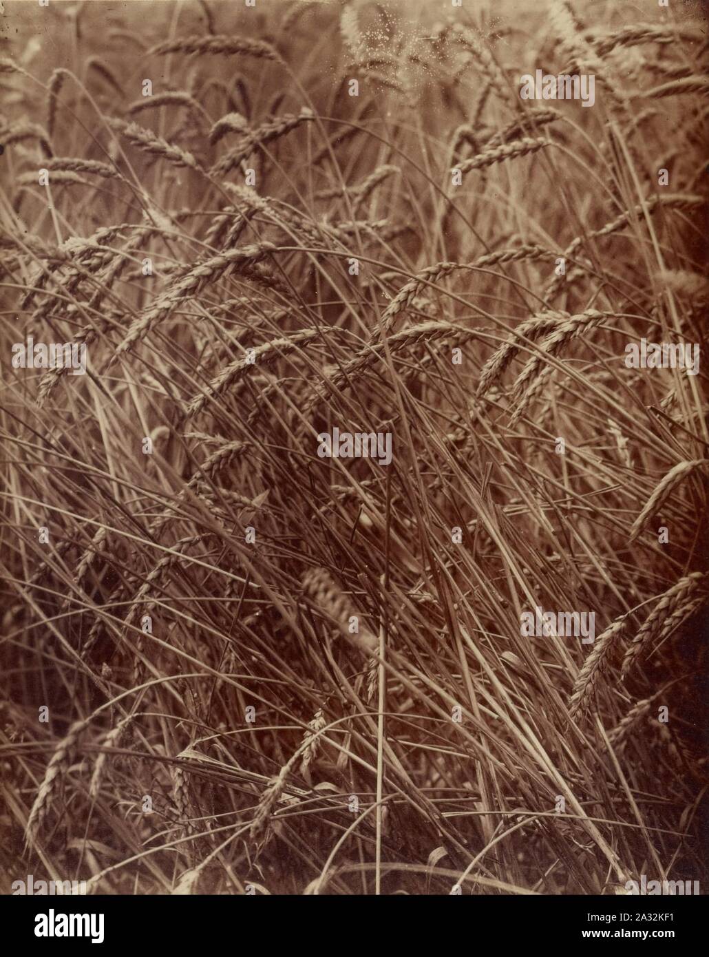 Eugène Atget - (Weizen)- Stockfoto