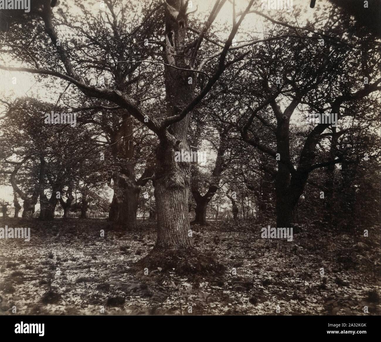 Eugène Atget - Châtaigniers- Stockfoto