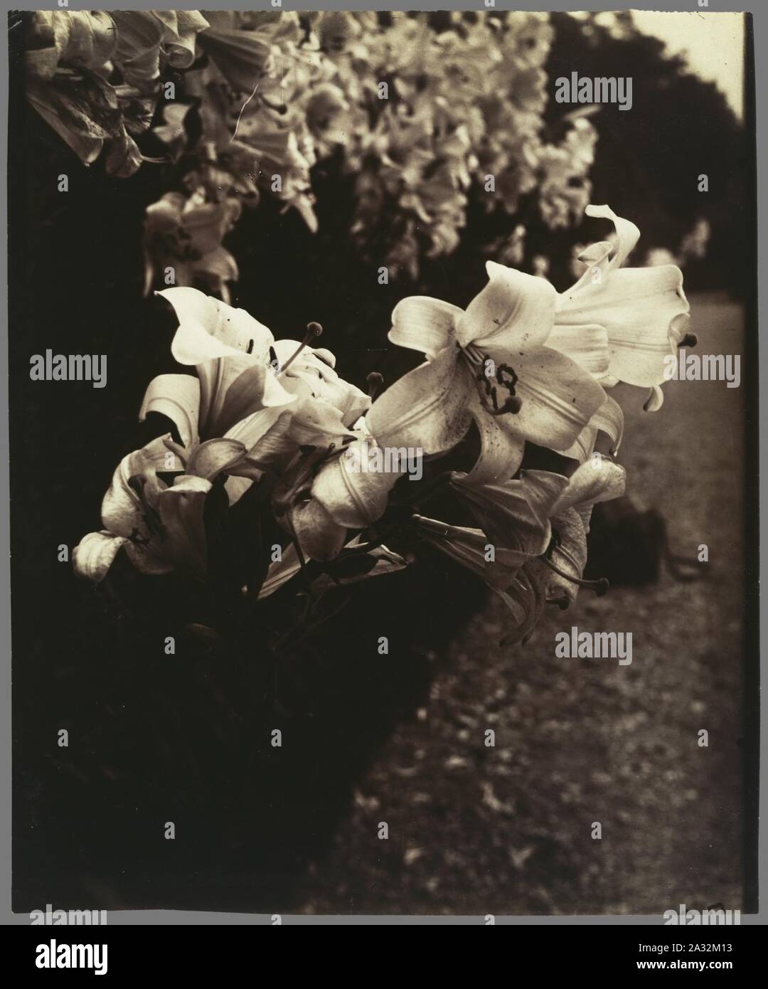 Eugène Atget, Lilien Stockfoto