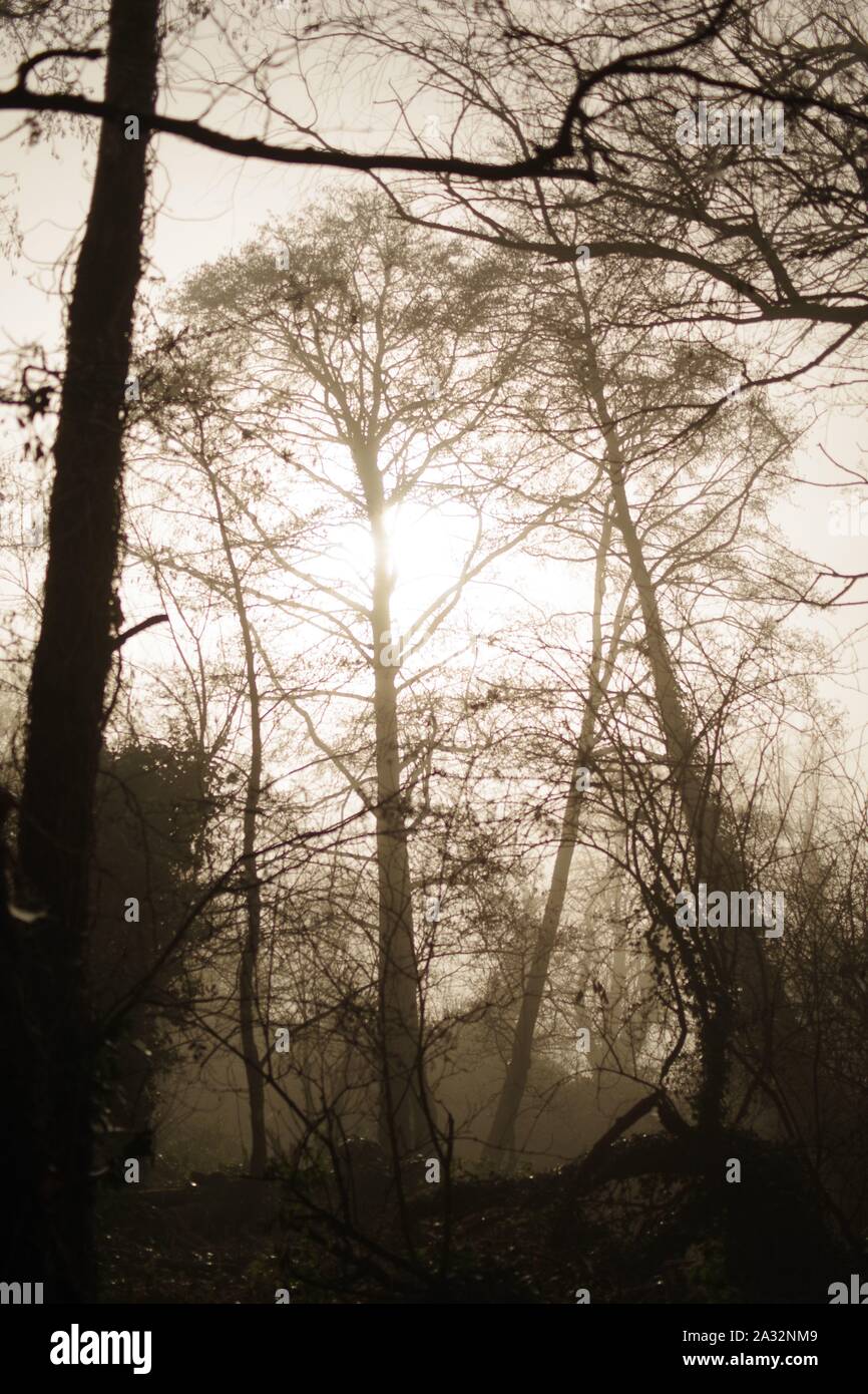 Misty Winter Wald. Exeter, Devon, Großbritannien. Stockfoto