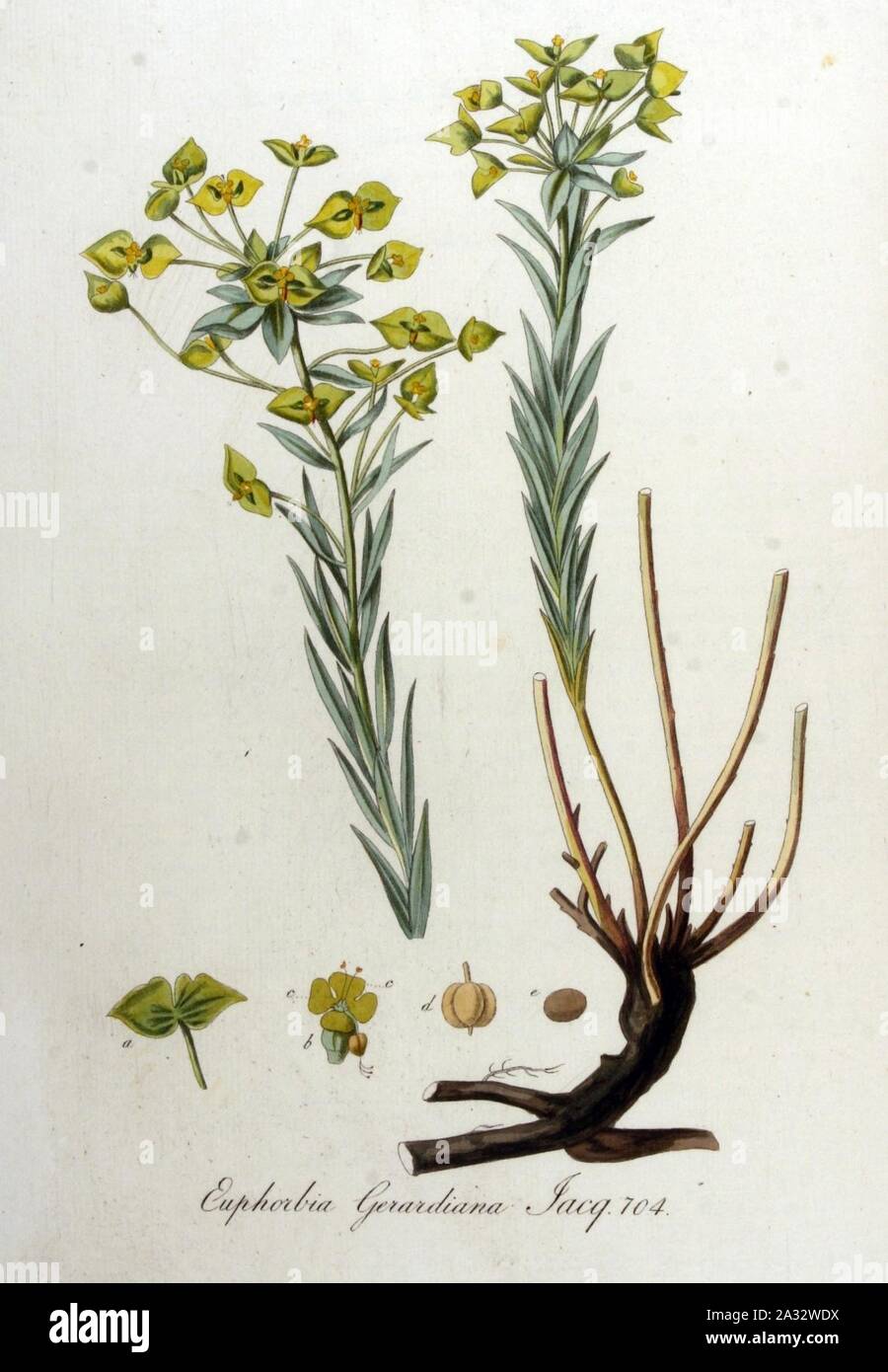 Euphorbia Batava gerardiana - Flora - Band v 9. Stockfoto