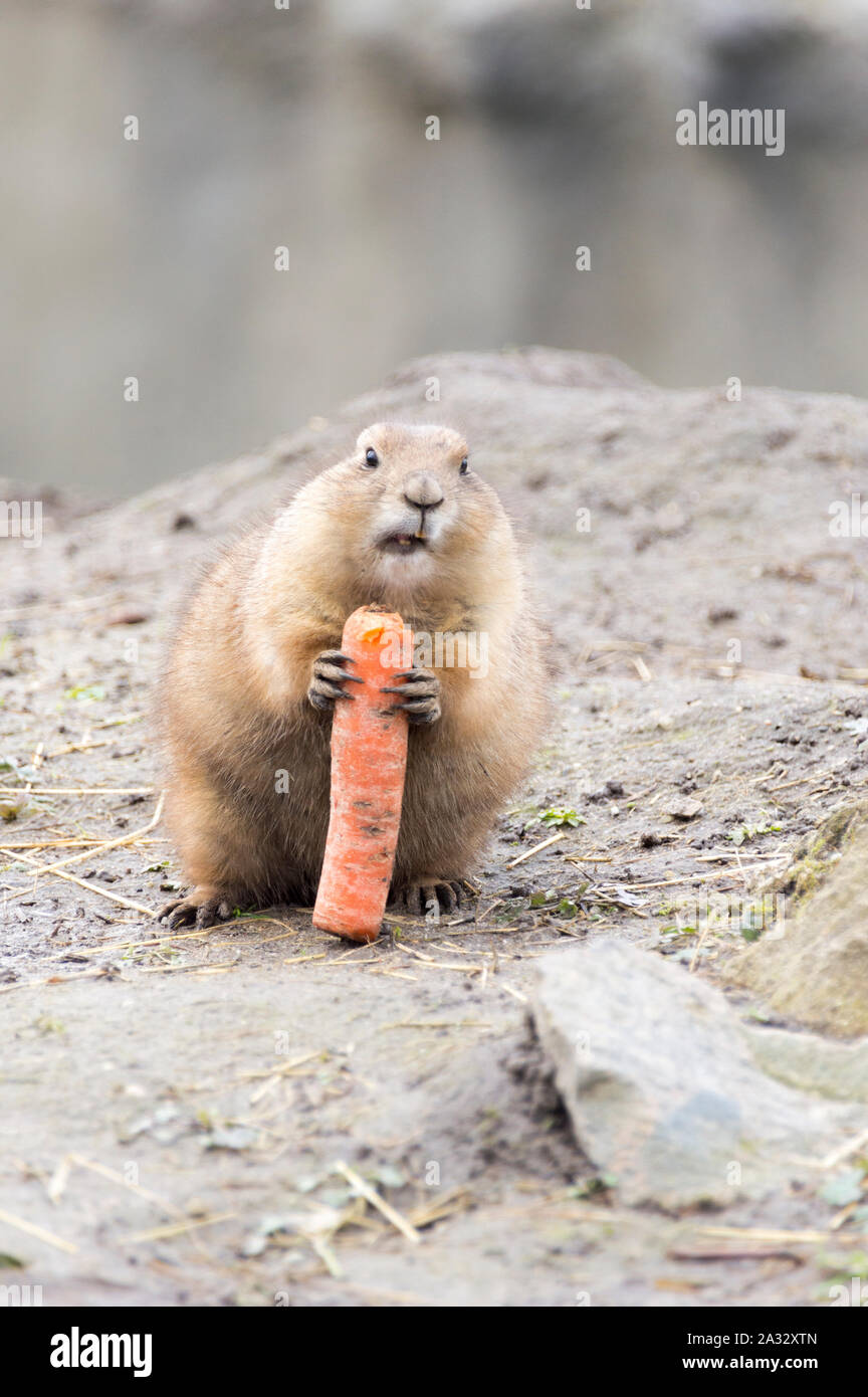 Prairie dog (Gattung Cynomys) essen eine Karotte Stockfoto