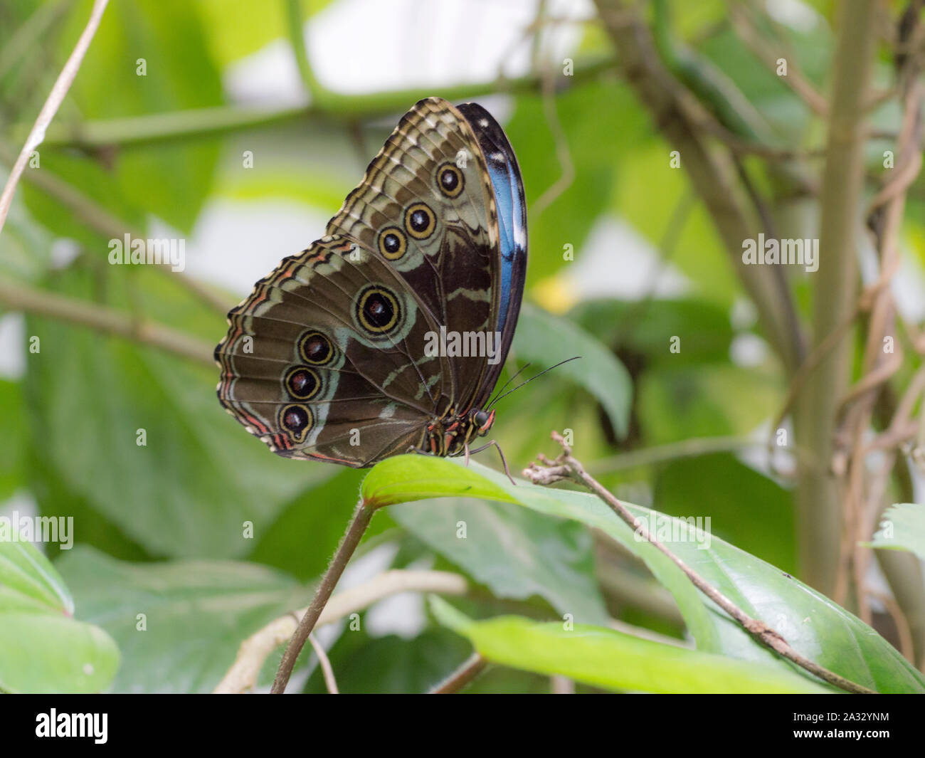 Blue Morpho Butterfly (Morpho Peleides) Stockfoto