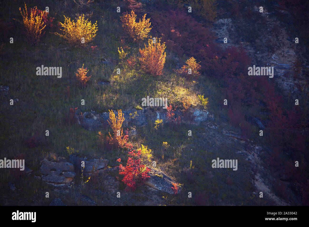 Bunte Bäume wachsen auf dem Hügel im Herbst Stockfoto