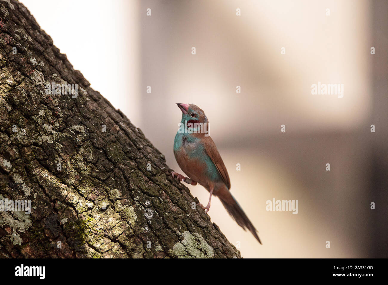 Rot ist Cordon-bleu Vogel Uraeginthus bengalus Sitzstangen auf einen Baum. Stockfoto