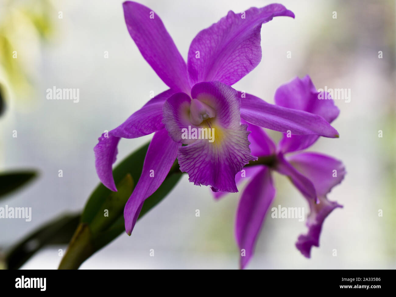 Lila Orchidee im Schatten Stockfoto
