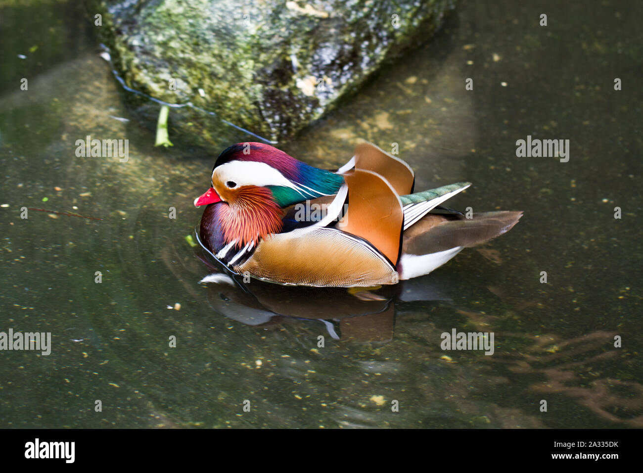 Eine männliche Mandarinente (Aix galericulata) Schwimmen in einem Teich Stockfoto