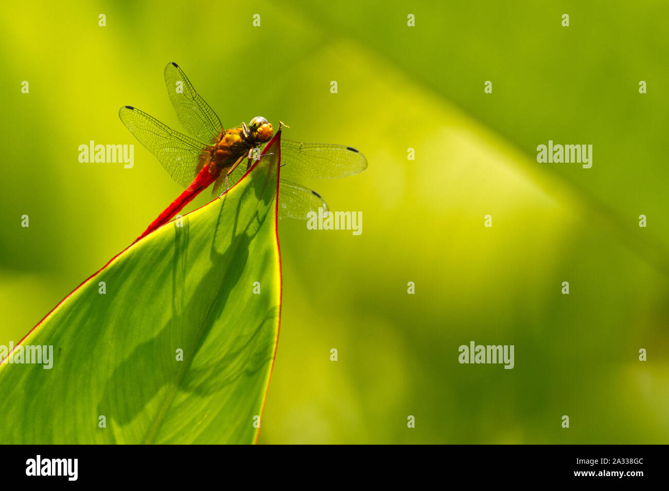 Red Dragonfly Ruhestätte hinter dem grünen Blatt Stockfoto