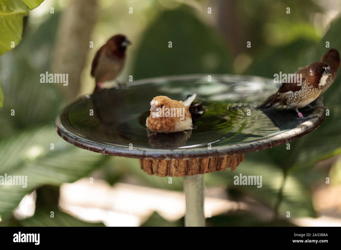 Gesellschaft finch Lonchura striata domestica Vogel in ein Vogelbad baden ihre Flügel und Planschen im Wasser. Stockfoto