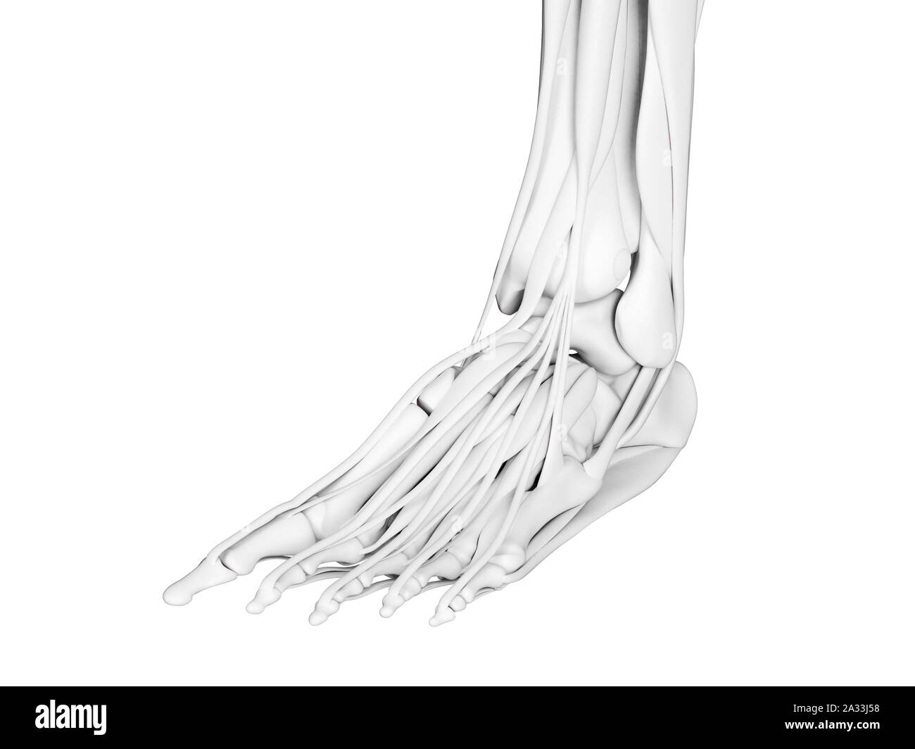 Fuß Anatomie, Abbildung Stockfotografie - Alamy
