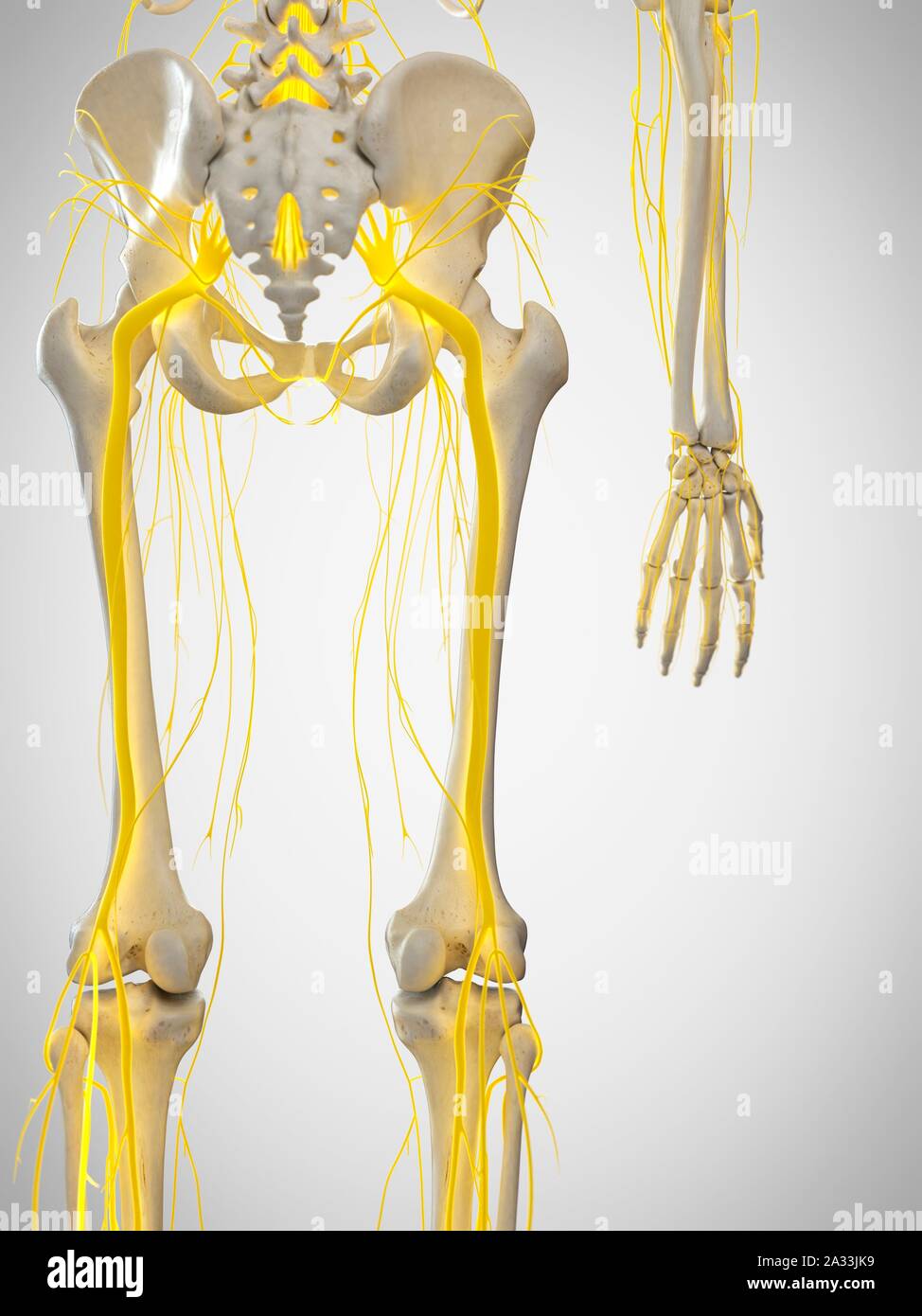 Ischiasnerv, Abbildung Stockfoto