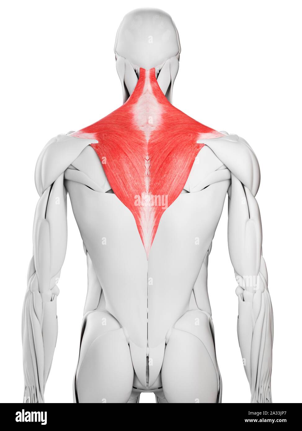 M. trapezius, Abbildung Stockfoto