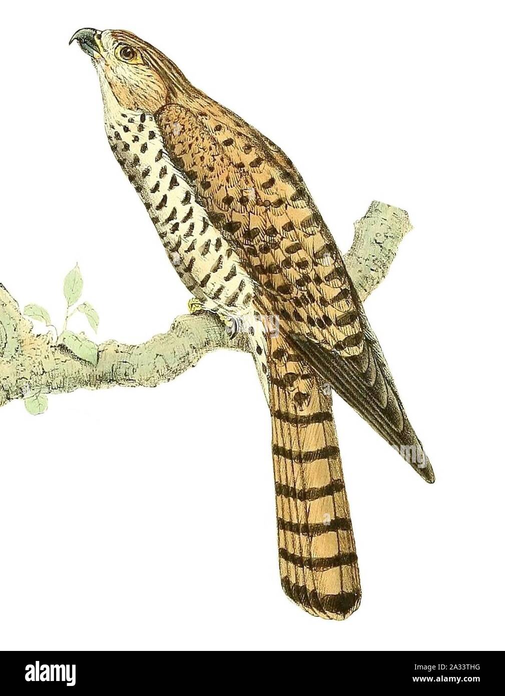 Falco punctatus 1868. Stockfoto