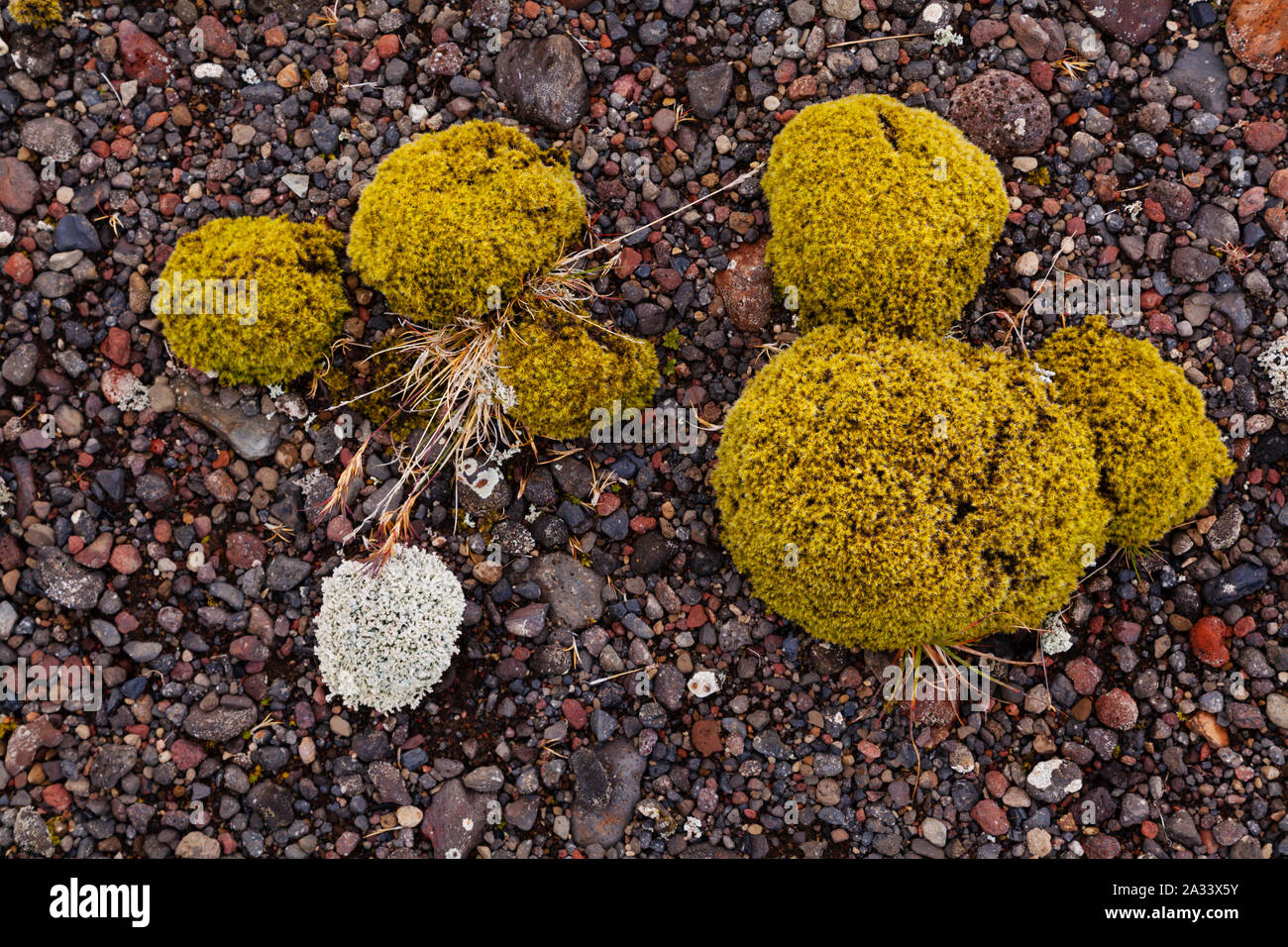 Puffs Moos und Flechten wachsen auf vulkanischen Boden mit bunten vulkanischen Felsen Stockfoto