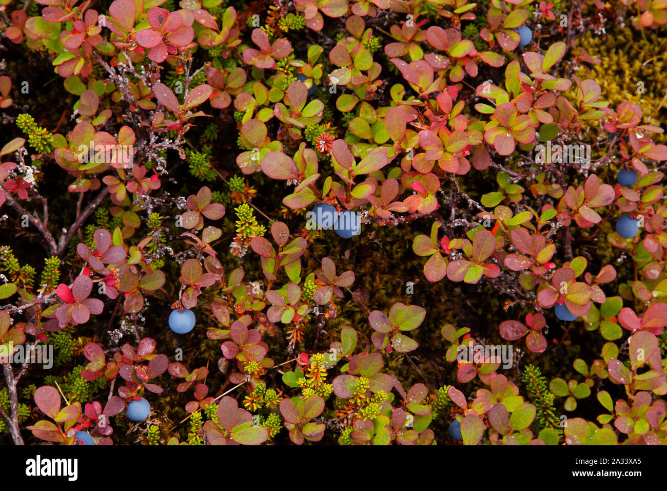 Heidelbeeren in Snaefellsjoekull Nationalpark - Halbinsel Snaefellsnes - Island Stockfoto