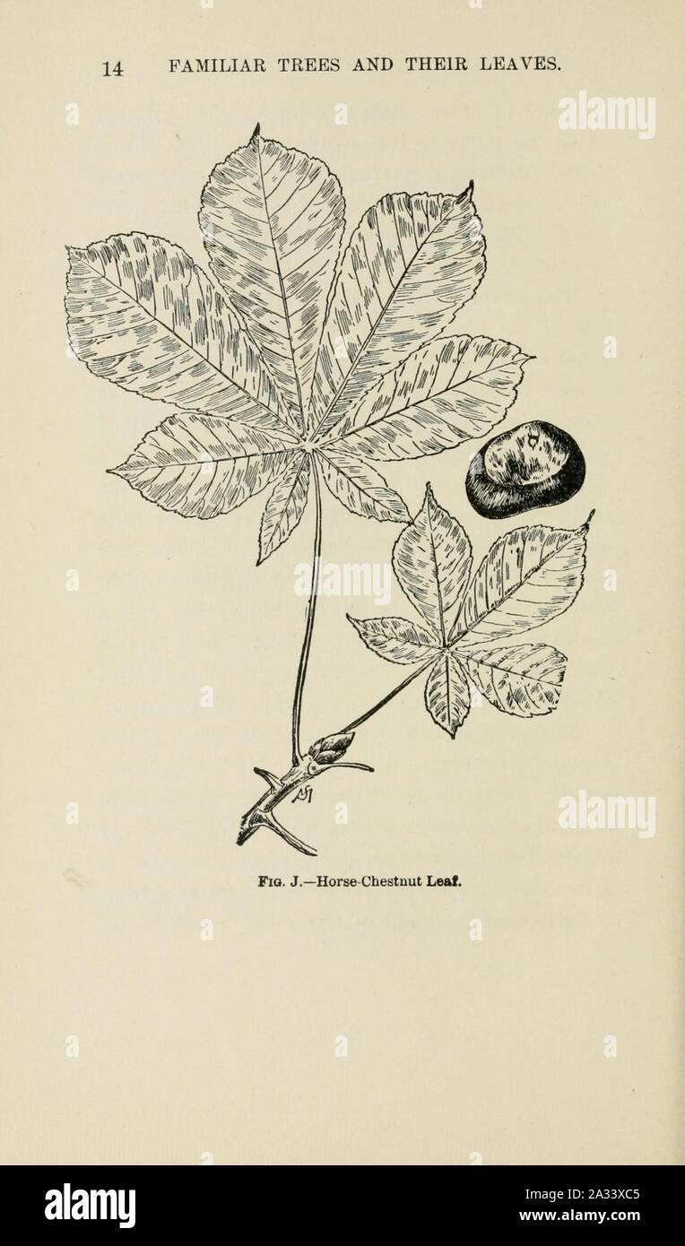 Bekannte Bäume und ihre Blätter, beschrieben und durch F. Schuyler Mathews dargestellt mit Illus. in Farben und mehr als hundert Zeichnungen des Autors und einer Einl. v. links Bailey (Seite 14) (6254947114). Stockfoto